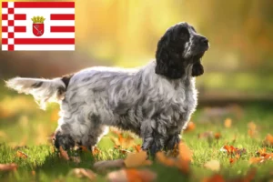 Read more about the article Engelsk Cocker Spaniel opdrætter og hvalpe i Bremen