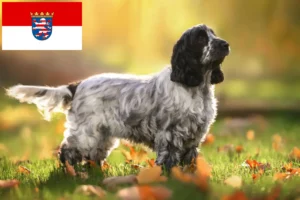 Read more about the article Engelsk Cocker Spaniel opdrættere og hvalpe i Hessen