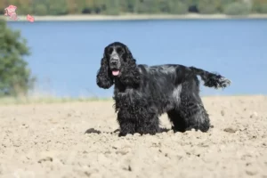 Read more about the article Engelsk Cocker Spaniel opdrætter og hvalpe i Hovedstaden