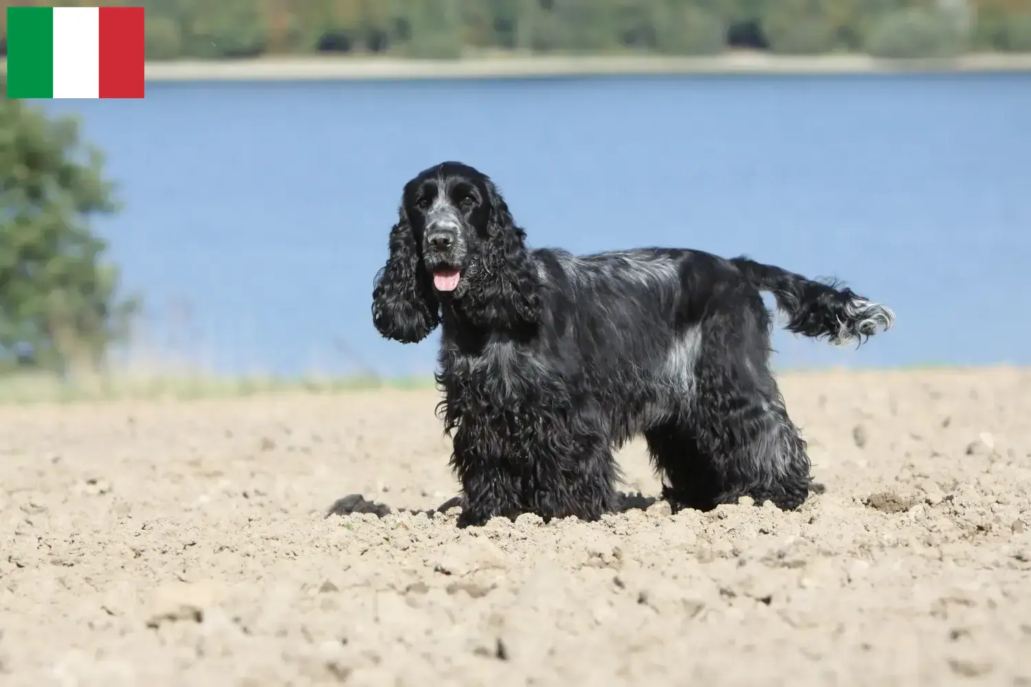 Engelsk Cocker Spaniel hvalpe og opdrættere Italien Find her engelske cocker spaniels opdrættere i Italien.