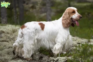 Read more about the article Engelsk Cocker Spaniel opdrætter og hvalpe i Midtjylland