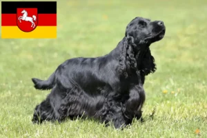 Read more about the article Engelsk Cocker Spaniel opdrættere og hvalpe i Niedersachsen