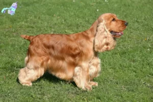 Read more about the article Engelsk Cocker Spaniel opdrættere og hvalpe i Nordjylland
