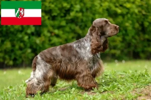 Read more about the article Engelsk Cocker Spaniel opdrættere og hvalpe i Nordrhein-Westfalen