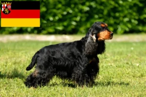 Read more about the article Engelsk Cocker Spaniel opdrættere og hvalpe i Rheinland-Pfalz