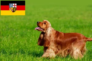 Read more about the article Engelsk Cocker Spaniel opdrættere og hvalpe i Saarland