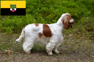 Read more about the article Engelsk Cocker Spaniel opdrættere og hvalpe i Sachsen-Anhalt
