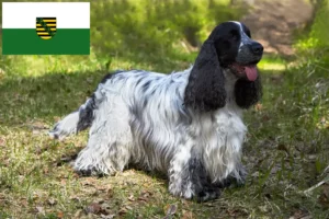 Read more about the article Engelsk Cocker Spaniel opdrættere og hvalpe i Sachsen