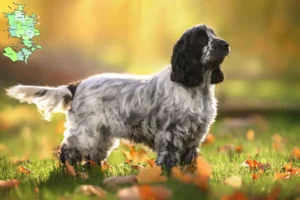Read more about the article Engelsk Cocker Spaniel opdrættere og hvalpe på Sjælland