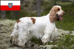 Read more about the article Engelsk Cocker Spaniel opdrættere og hvalpe i Thüringen