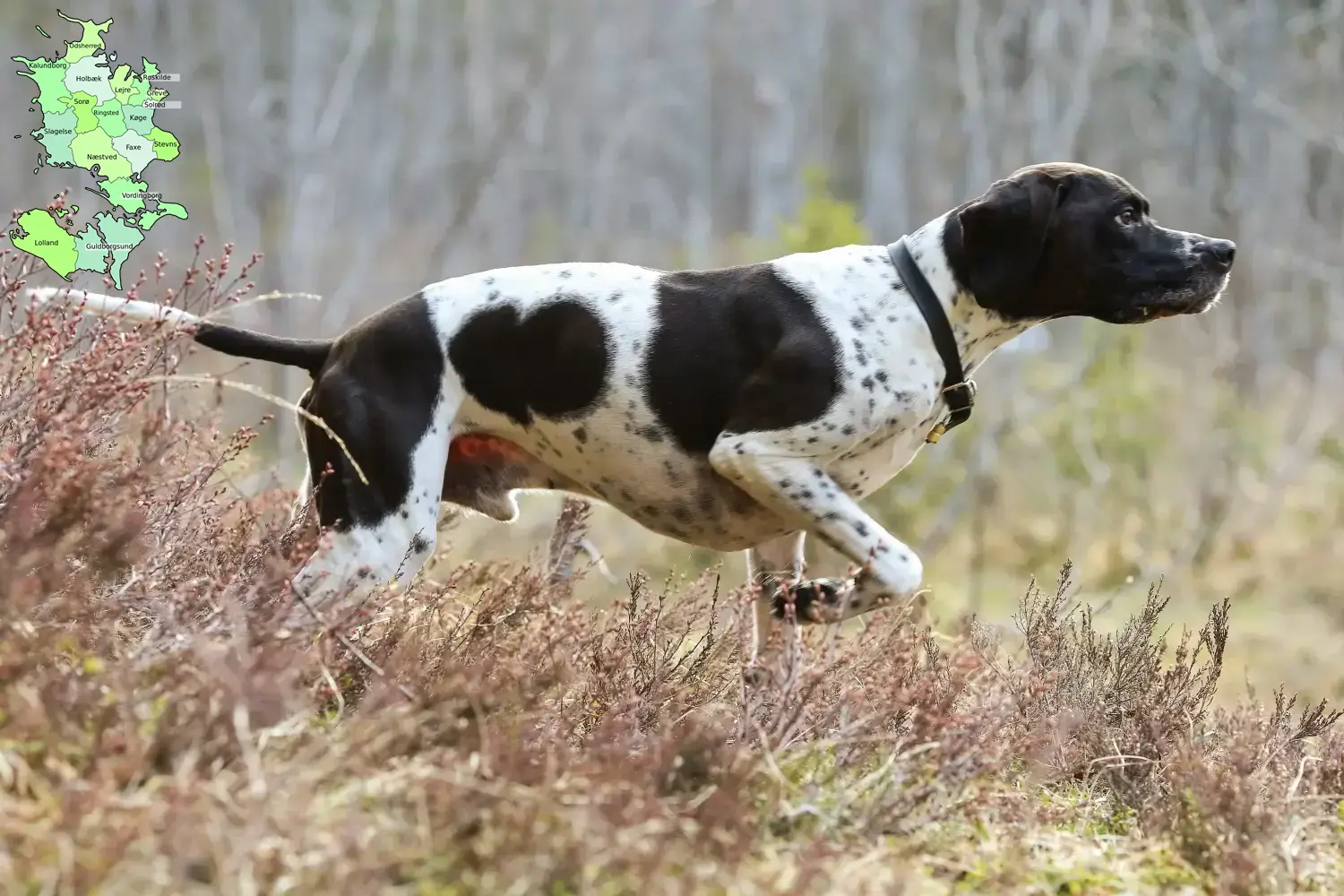 Engelsk pointer hvalpe og opdrættere Sjælland Find opdrættere af engelske pointere på Sjælland.