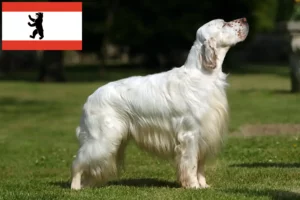 Read more about the article Engelsk Setter opdrættere og hvalpe i Berlin