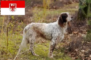 Read more about the article Engelsk Setter opdrættere og hvalpe i Brandenburg