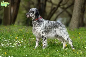 Read more about the article Engelsk Setter opdrættere og hvalpe i Midtjylland