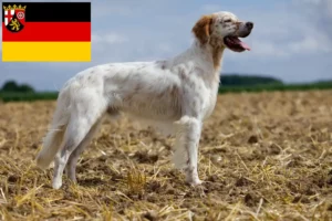 Read more about the article Engelsk Setter opdrættere og hvalpe i Rheinland-Pfalz