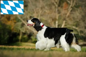 Read more about the article Engelsk Springer Spaniel opdrættere og hvalpe i Bayern