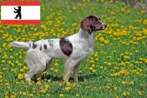 Read more about the article Engelsk Springer Spaniel opdrættere og hvalpe i Berlin