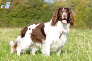 Read more about the article Engelsk Springer Spaniel opdrættere og hvalpe i Nordjylland
