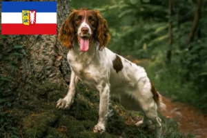 Read more about the article Engelsk Springer Spaniel opdrættere og hvalpe i Schleswig-Holstein