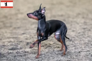Read more about the article Engelsk Toy Terrier opdrættere og hvalpe i Berlin