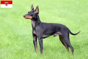 Read more about the article Engelsk Toy Terrier opdrættere og hvalpe i Brandenburg