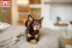 Read more about the article Engelsk Toy Terrier opdrættere og hvalpe i Bremen