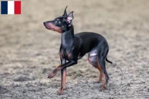 Read more about the article Engelsk Toy Terrier opdrættere og hvalpe i Frankrig