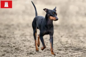 Read more about the article Engelsk Toy Terrier opdrættere og hvalpe i Hamborg