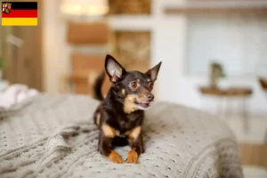 Read more about the article Engelsk Toy Terrier opdrættere og hvalpe i Rheinland-Pfalz