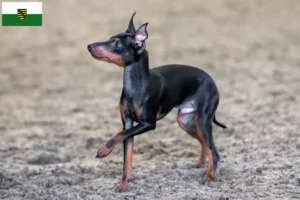 Read more about the article Engelsk Toy Terrier opdrættere og hvalpe i Sachsen