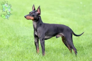 Read more about the article Engelsk Toy Terrier opdrættere og hvalpe på Sjælland