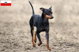 Read more about the article Engelsk Toy Terrier opdrættere og hvalpe i Thüringen