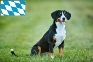 Read more about the article Entlebuch bjerghundeopdrætter og hvalpe i Bayern