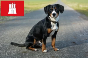 Read more about the article Entlebucher Sennenhundeopdrætter og hvalpe i Hamborg
