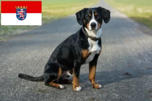 Read more about the article Entlebucher Sennenhundeopdrætter og hvalpe i Hessen