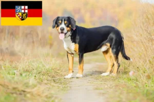 Read more about the article Entlebuch Bjerghundeopdrætter og hvalpe i Saarland