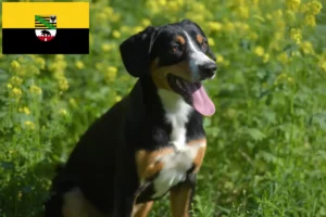 Read more about the article Entlebucher Sennenhundeopdrætter og hvalpe i Sachsen-Anhalt