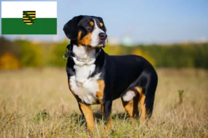 Read more about the article Entlebucher Sennenhundeopdrætter og hvalpe i Sachsen