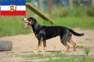 Read more about the article Entlebucher Sennenhundeopdrætter og hvalpe i Slesvig-Holsten