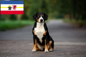 Read more about the article Entlebucher Sennenhundeopdrætter og hvalpe i Mecklenburg-Vorpommern