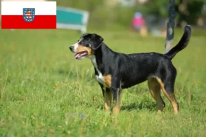 Read more about the article Entlebucher Sennenhundeopdrætter og hvalpe i Thüringen