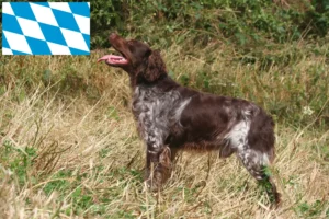 Read more about the article Epagneul Breton opdrættere og hvalpe i Bayern