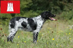 Read more about the article Epagneul Breton opdrættere og hvalpe i Hamborg