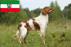 Read more about the article Epagneul Breton opdrættere og hvalpe i Nordrhein-Westfalen
