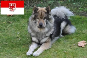 Read more about the article Eurasier opdrættere og hvalpe i Brandenburg