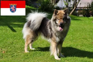 Read more about the article Eurasier-opdrættere og hvalpe i Hessen