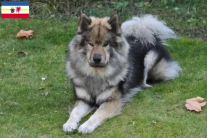 Read more about the article Eurasier-opdrættere og hvalpe i Mecklenburg-Vorpommern
