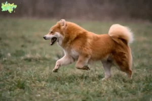 Read more about the article Eurasier opdrættere og hvalpe i Midtjylland
