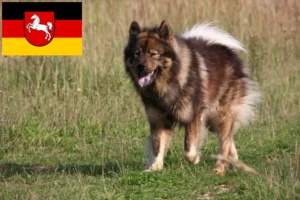 Read more about the article Eurasier-opdrættere og hvalpe i Niedersachsen