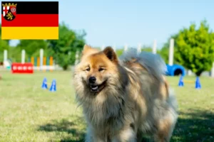 Read more about the article Eurasier-opdrættere og hvalpe i Rheinland-Pfalz